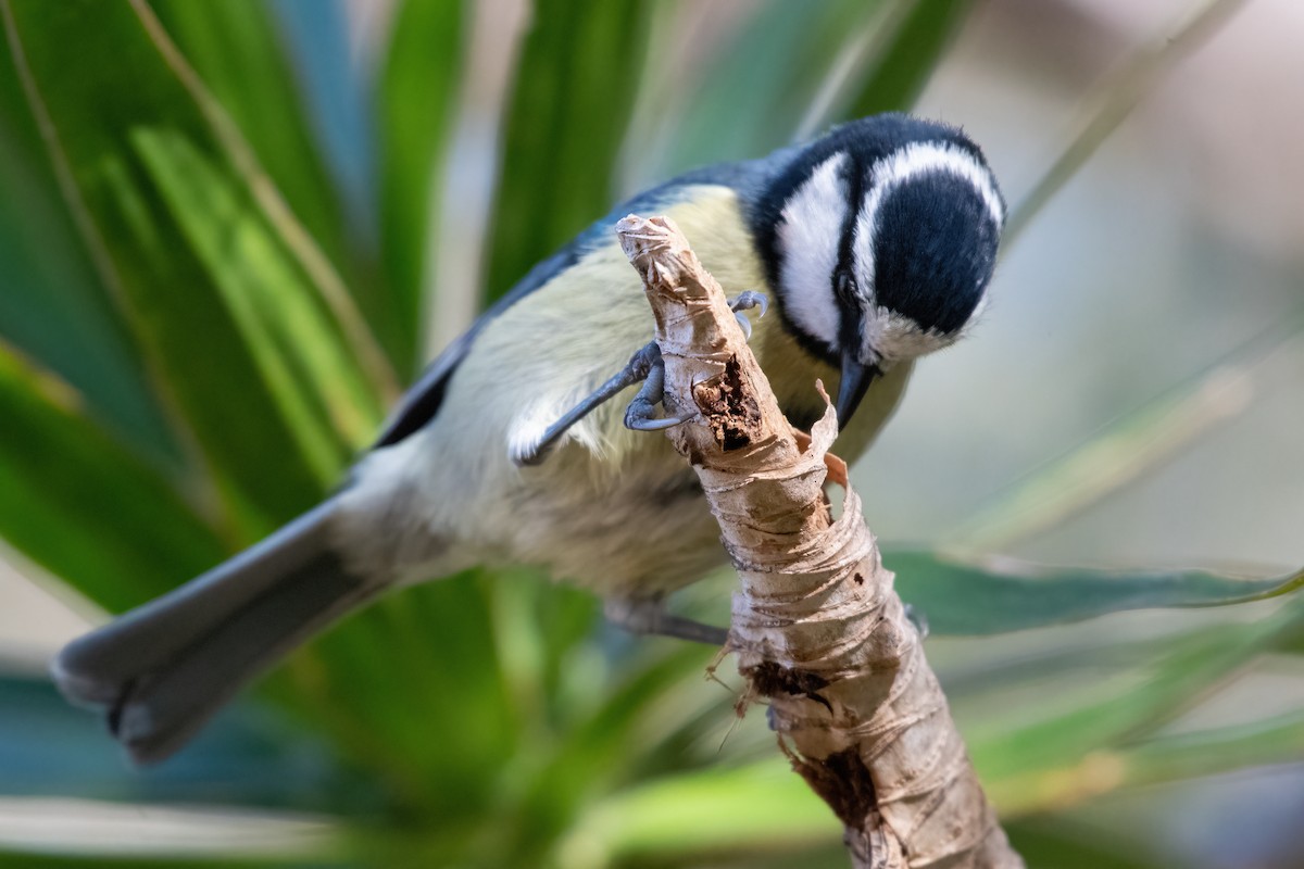 African Blue Tit - ML630742060