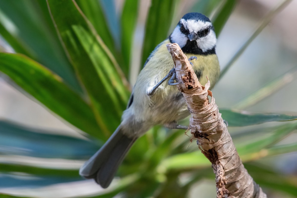African Blue Tit - ML630742068