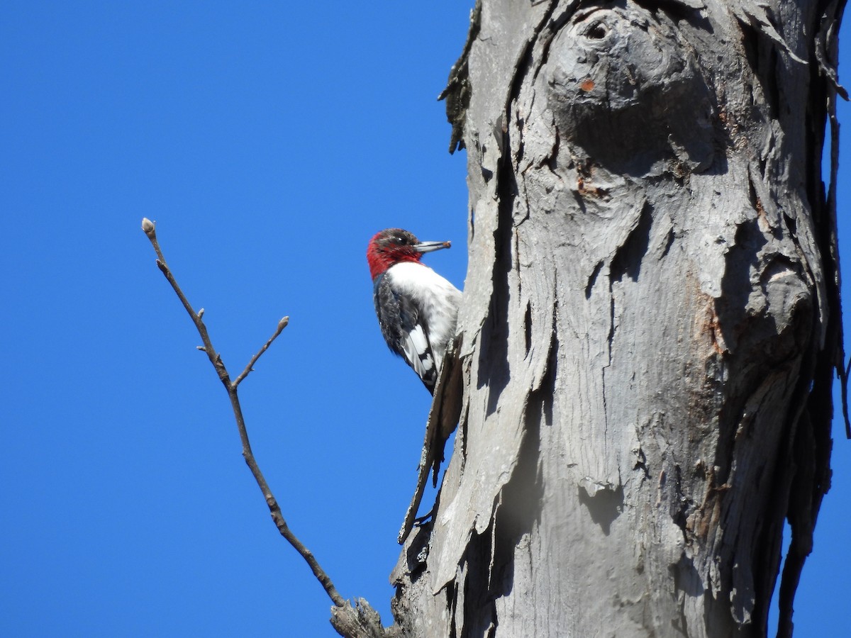 Red-headed Woodpecker - ML630742069
