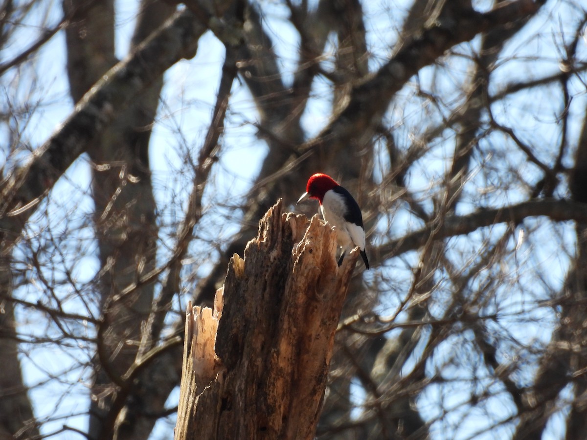 Red-headed Woodpecker - ML630742070