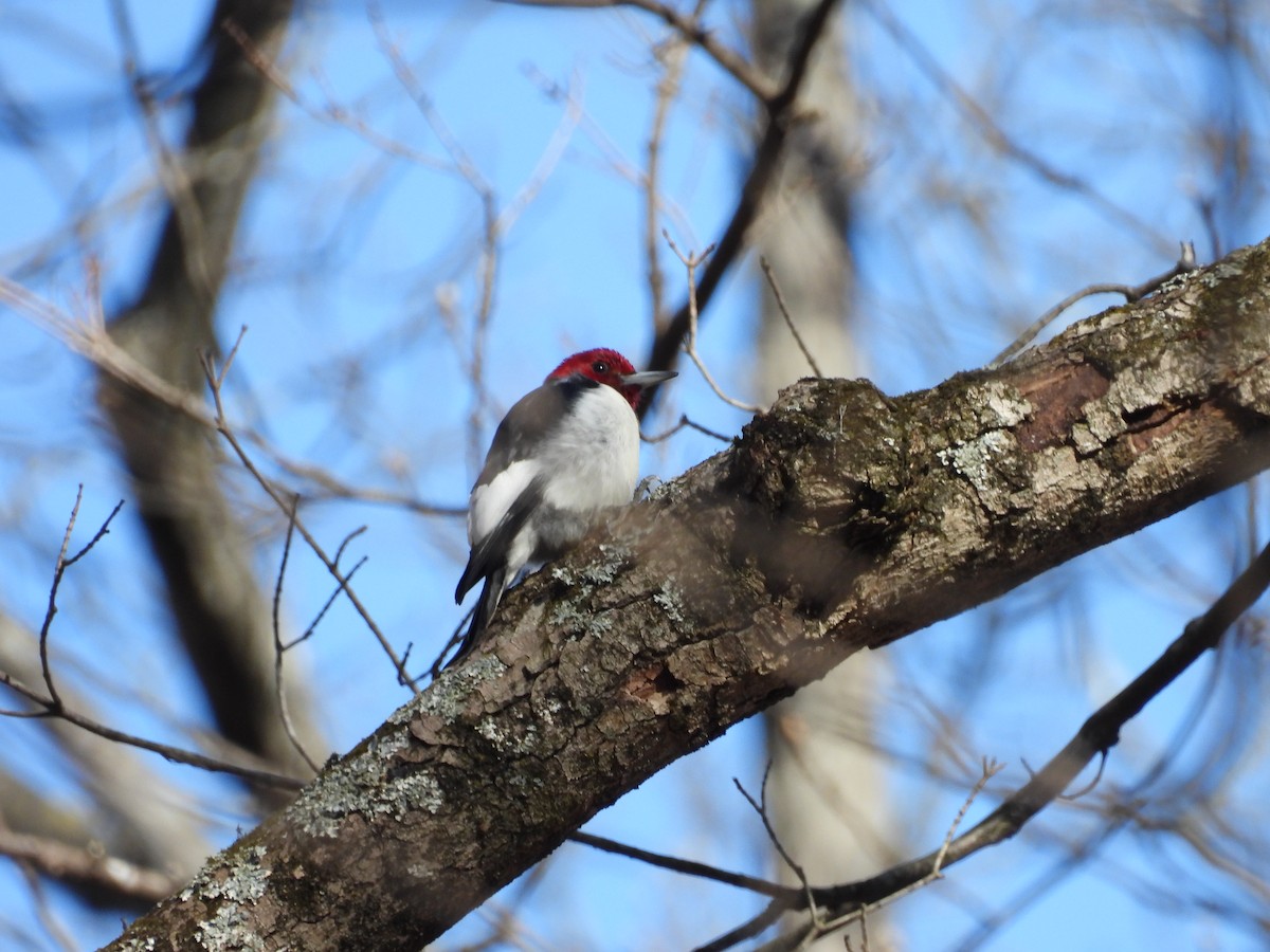 Red-headed Woodpecker - ML630742071
