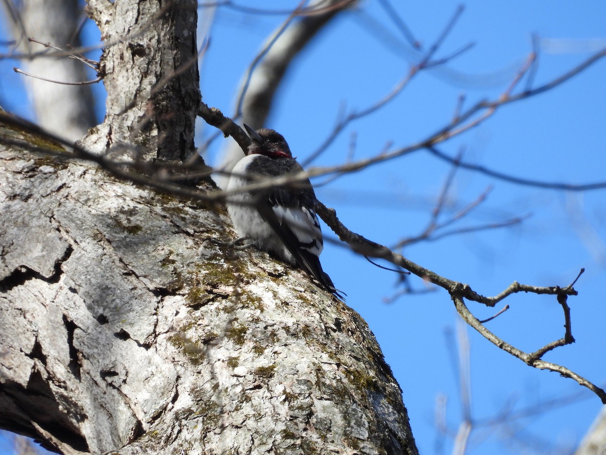 Red-headed Woodpecker - ML630742072