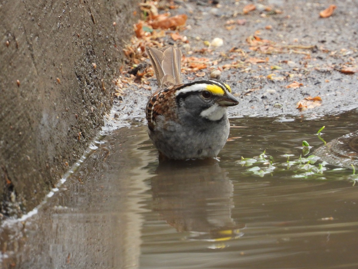 White-throated Sparrow - ML630742116