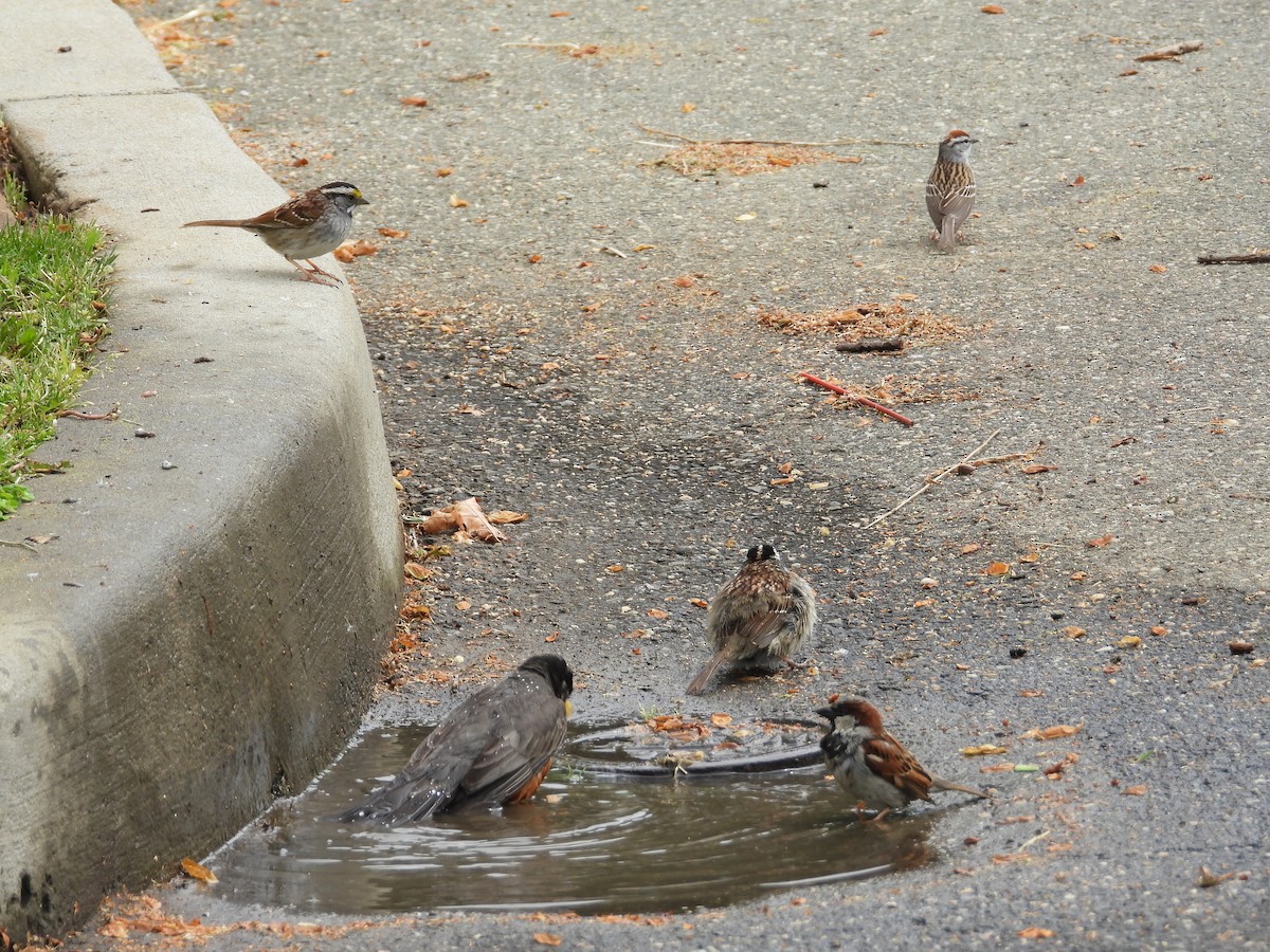 White-throated Sparrow - ML630742140