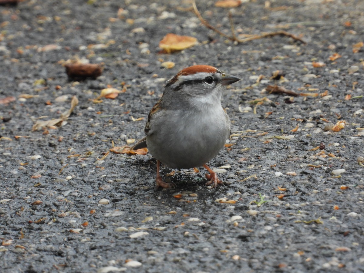 Chipping Sparrow - ML630742190