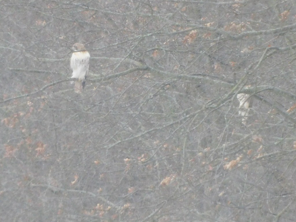 Red-tailed Hawk - ML630742208