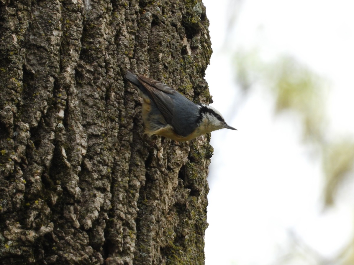 Red-breasted Nuthatch - ML630742248