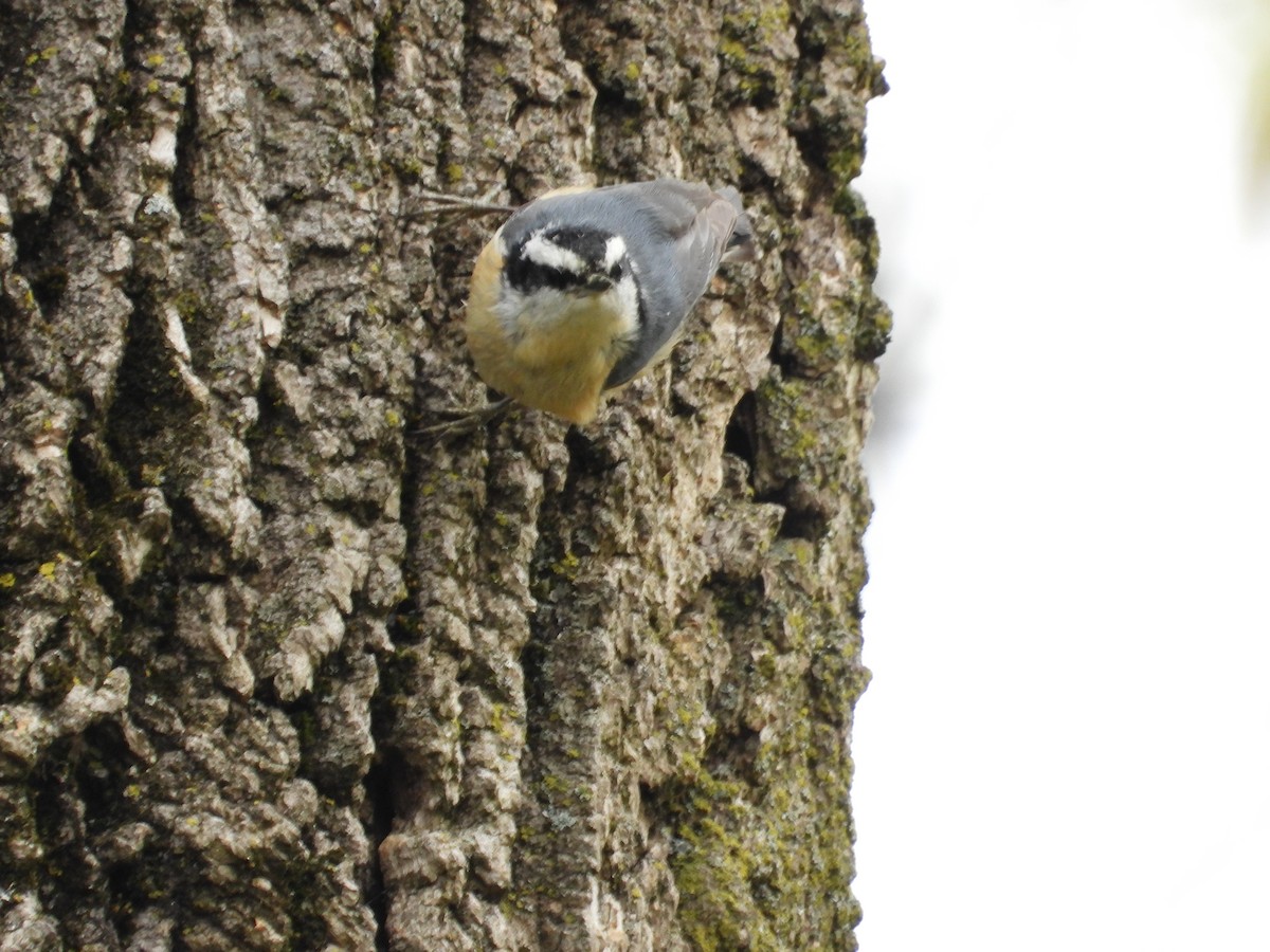 Red-breasted Nuthatch - ML630742256