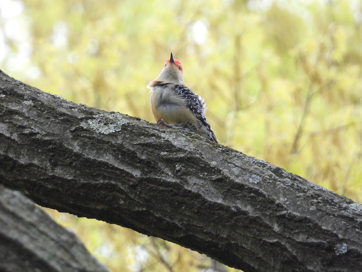 Red-bellied Woodpecker - ML630742343