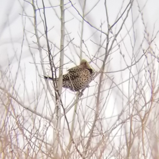 Northern Flicker (Yellow-shafted) - ML630742369