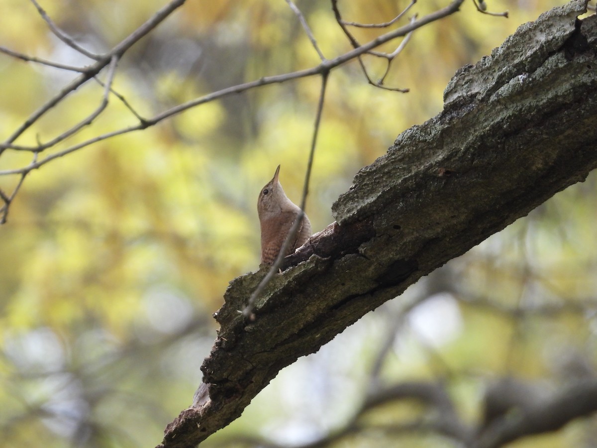 Northern House Wren - ML630742372