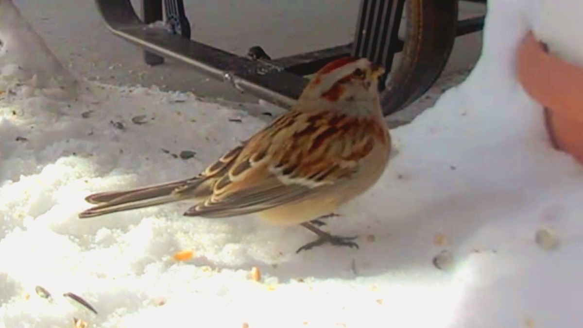 American Tree Sparrow - ML630742377