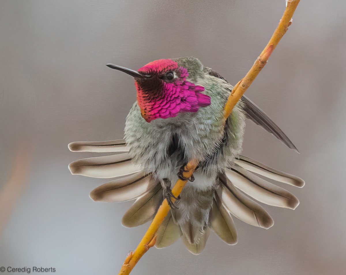 Anna's Hummingbird - Ceredig  Roberts