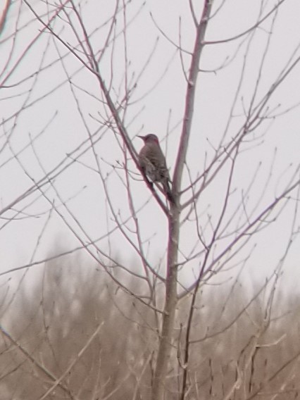 Northern Flicker (Yellow-shafted) - ML630742403