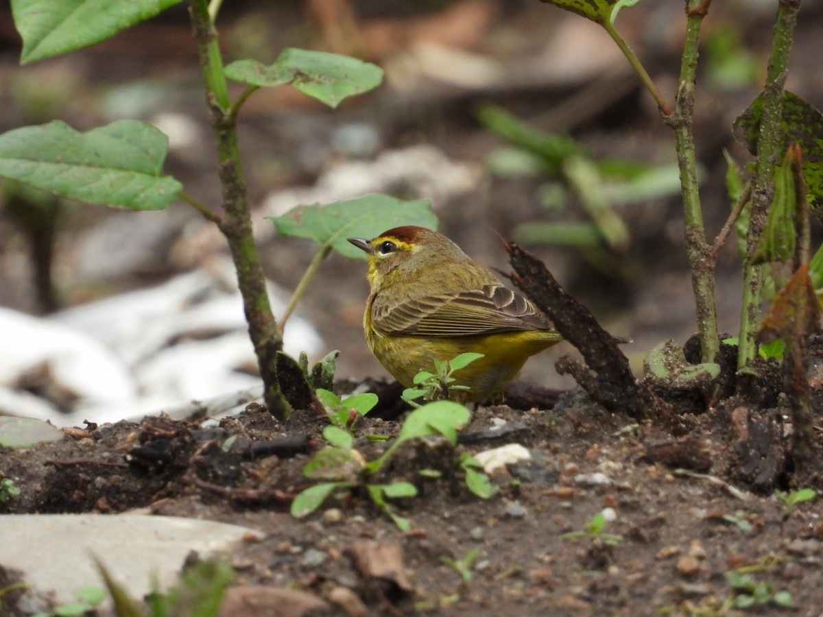 Palm Warbler - ML630742506