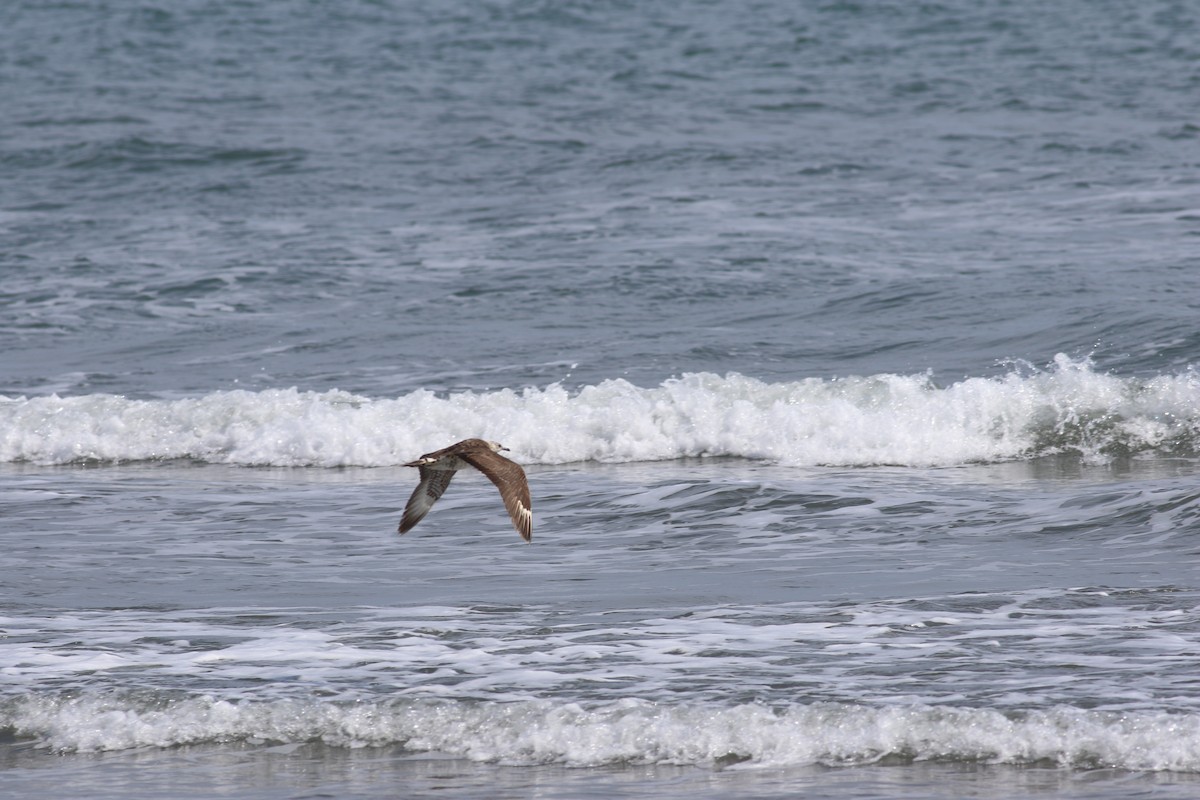 Годон хайлгана - ML630742526