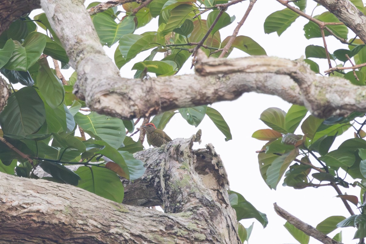 Green-backed Woodpecker - ML630742539
