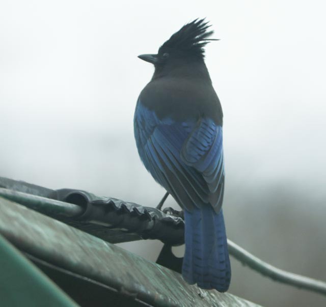 Steller's Jay - ML630742725