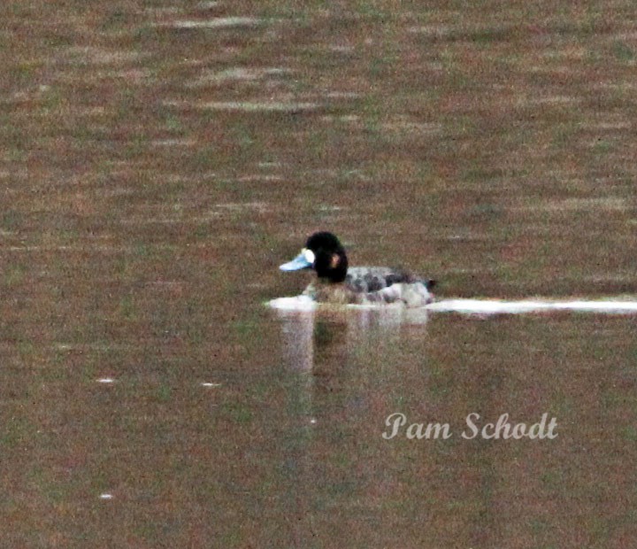 Lesser Scaup - ML630742953