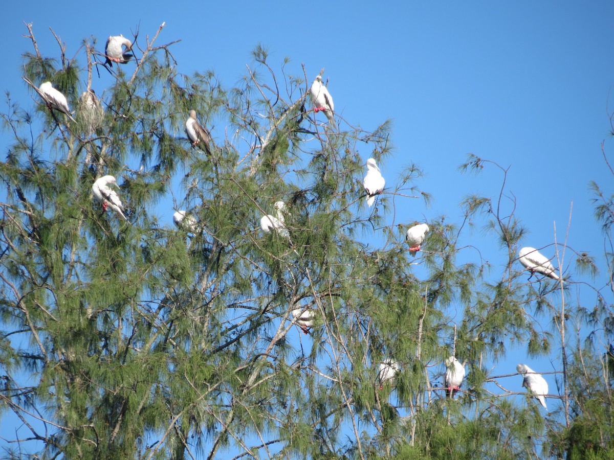 Red-footed Booby - ML630743058