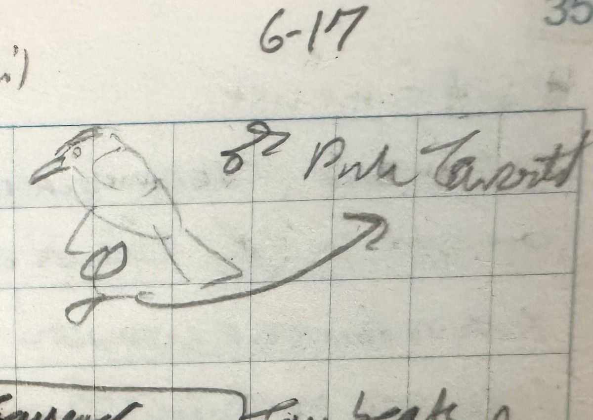 Pink-throated Becard - Daniel Lebbin