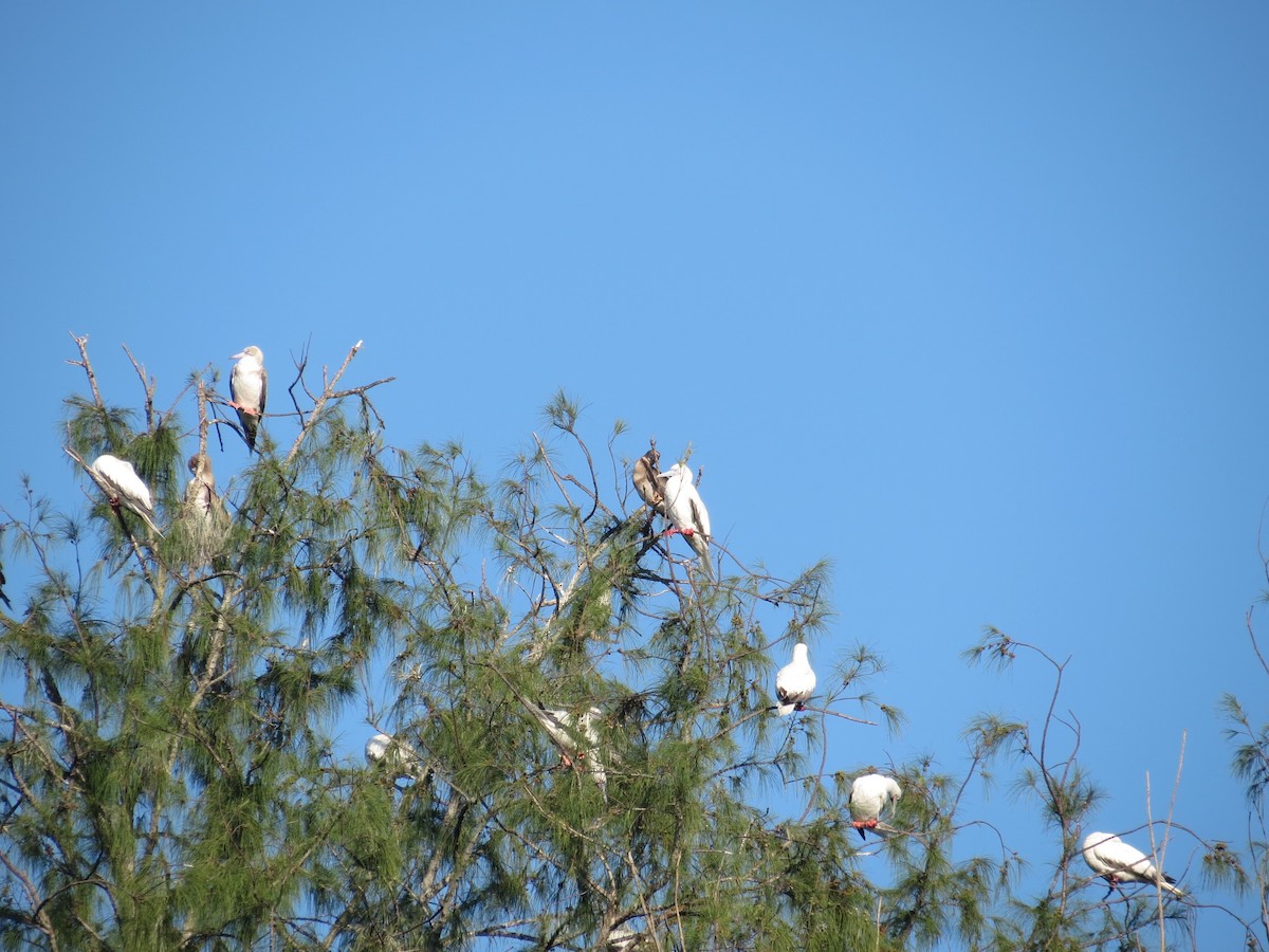 Red-footed Booby - ML630743182