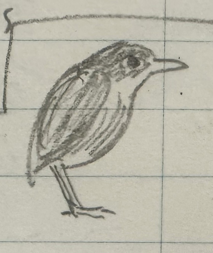 Thrush-like Antpitta - ML630743472