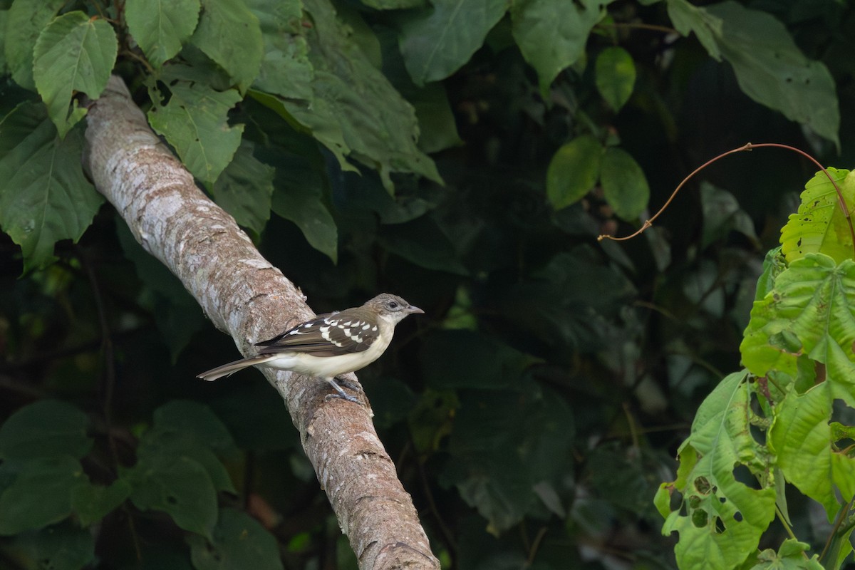 Spotted Greenbul - ML630743500