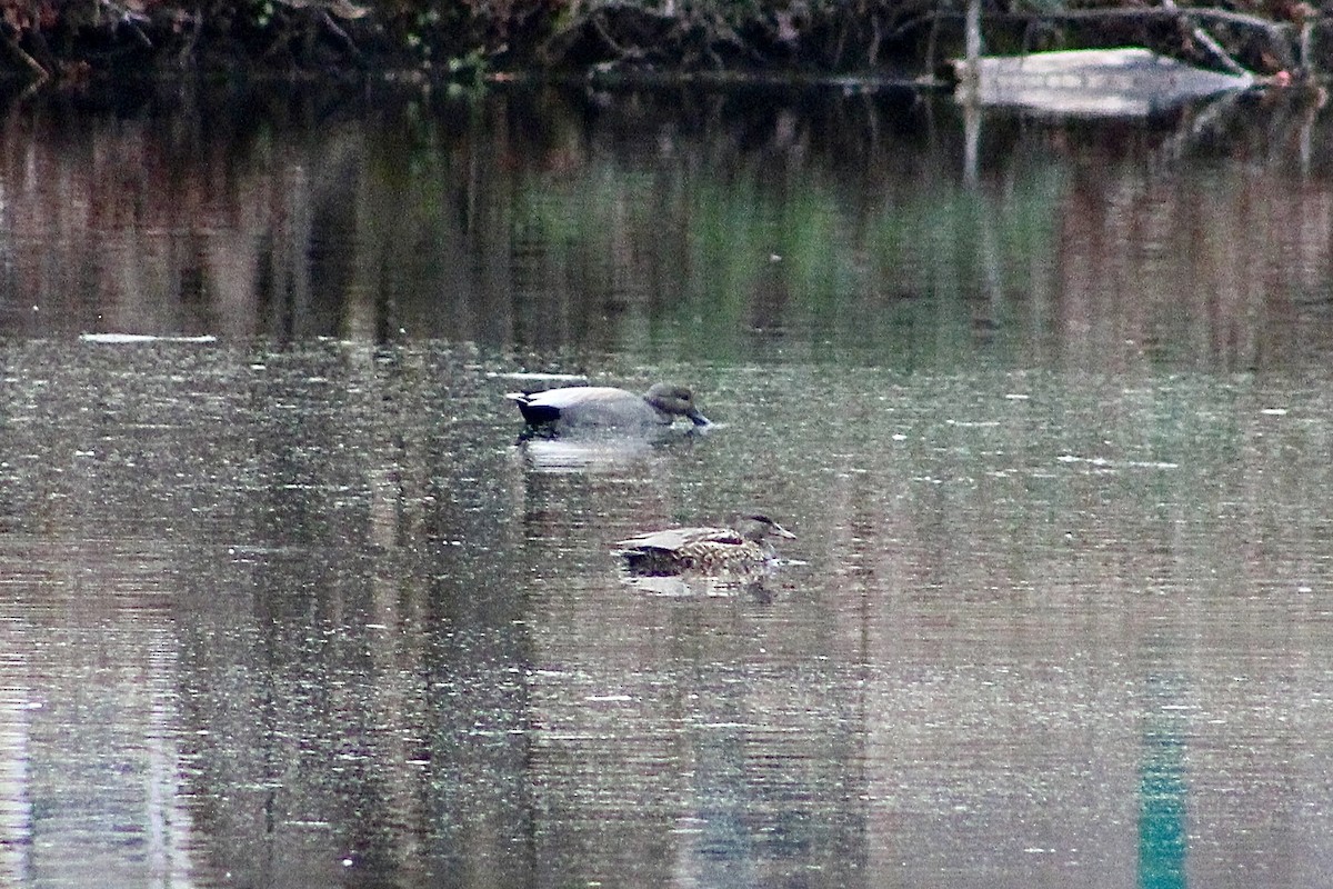 Gadwall - ML630743821
