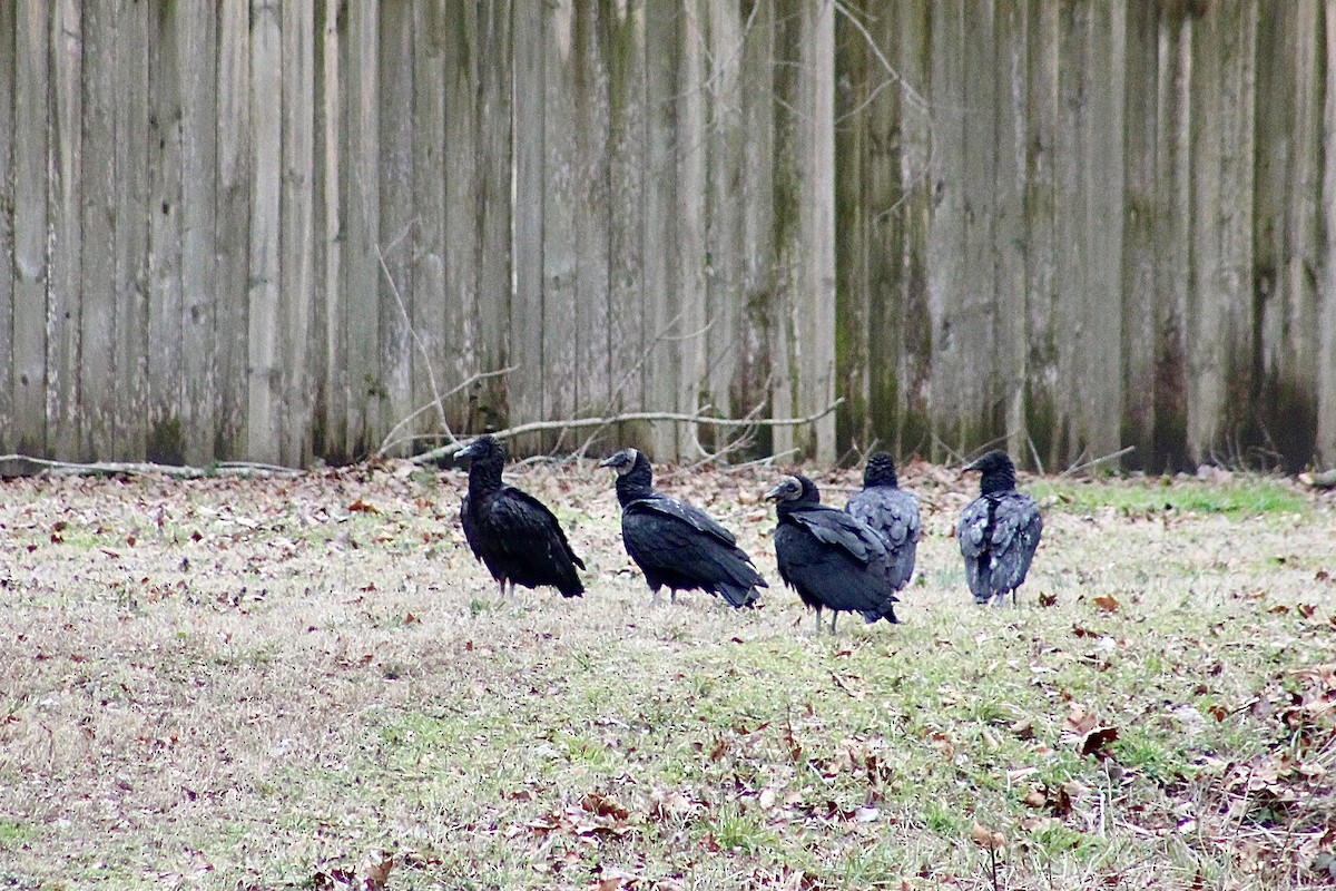 Black Vulture - ML630743833