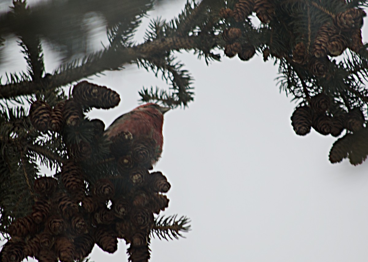 crossbill sp. - ML630743885