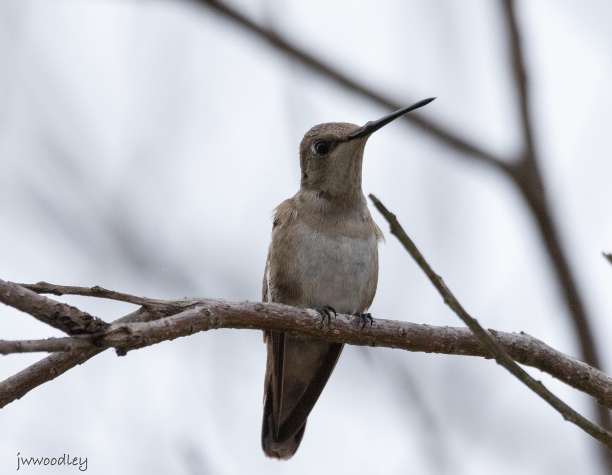 Black-chinned Hummingbird - ML630743978