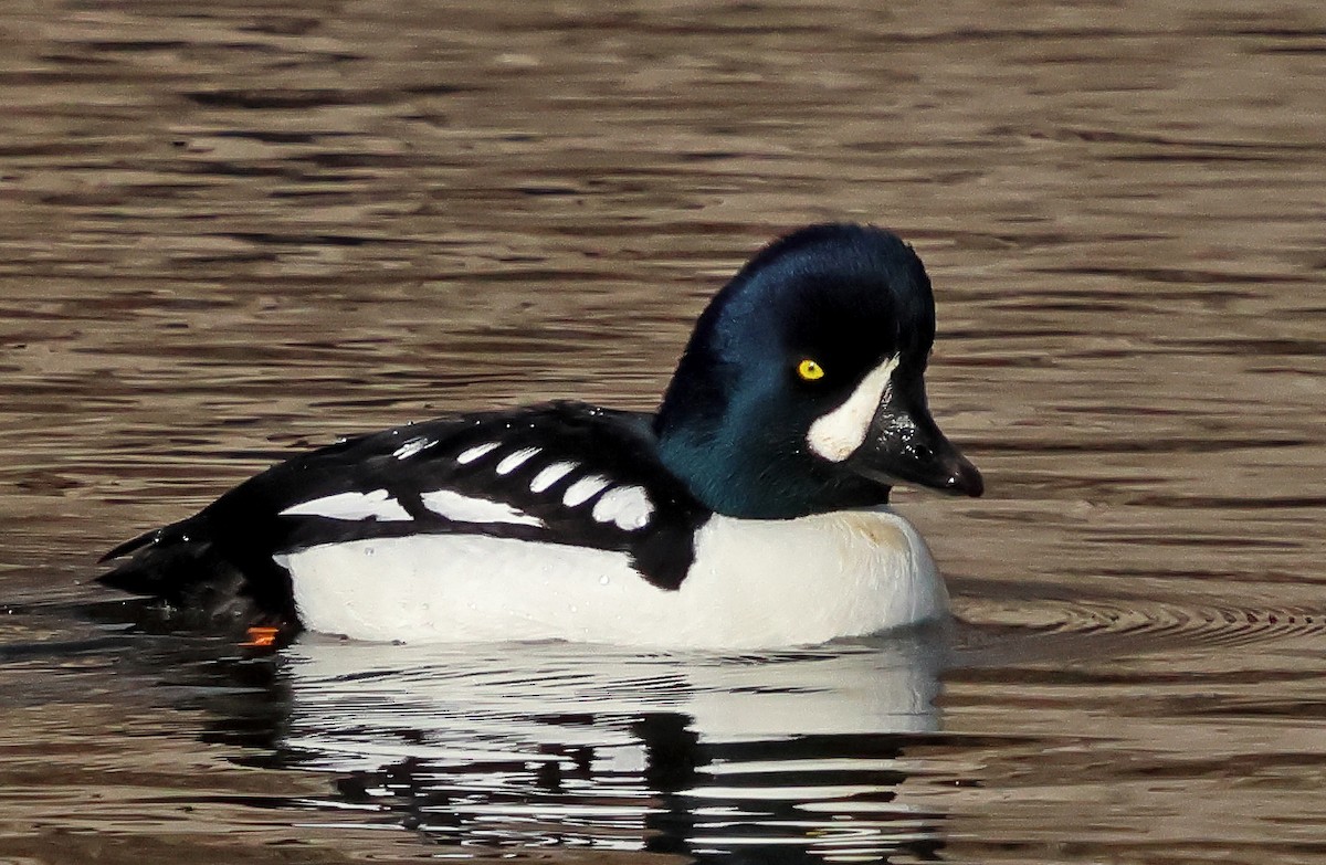 Barrow's Goldeneye - ML630744029