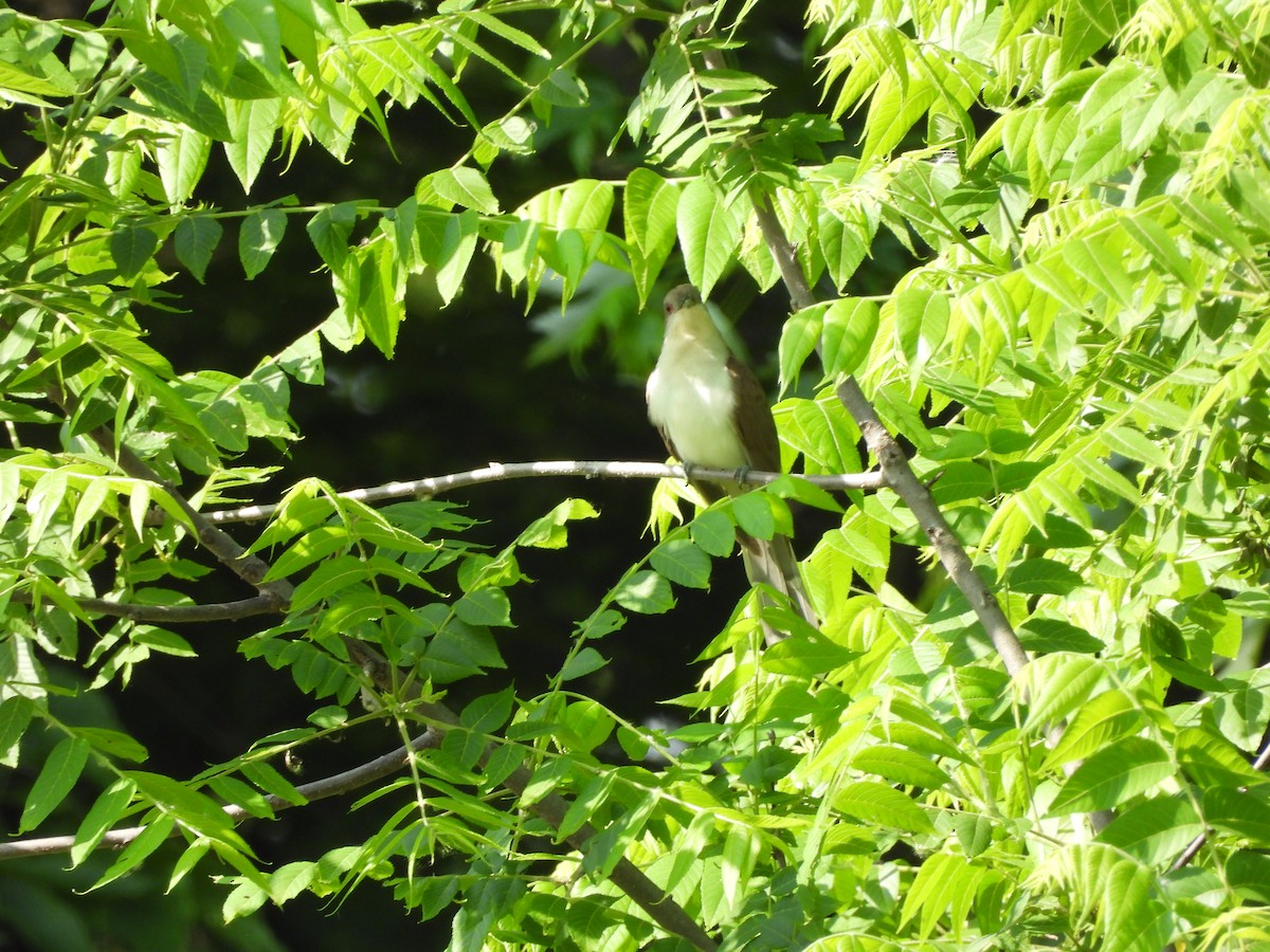 Black-billed Cuckoo - ML630744079