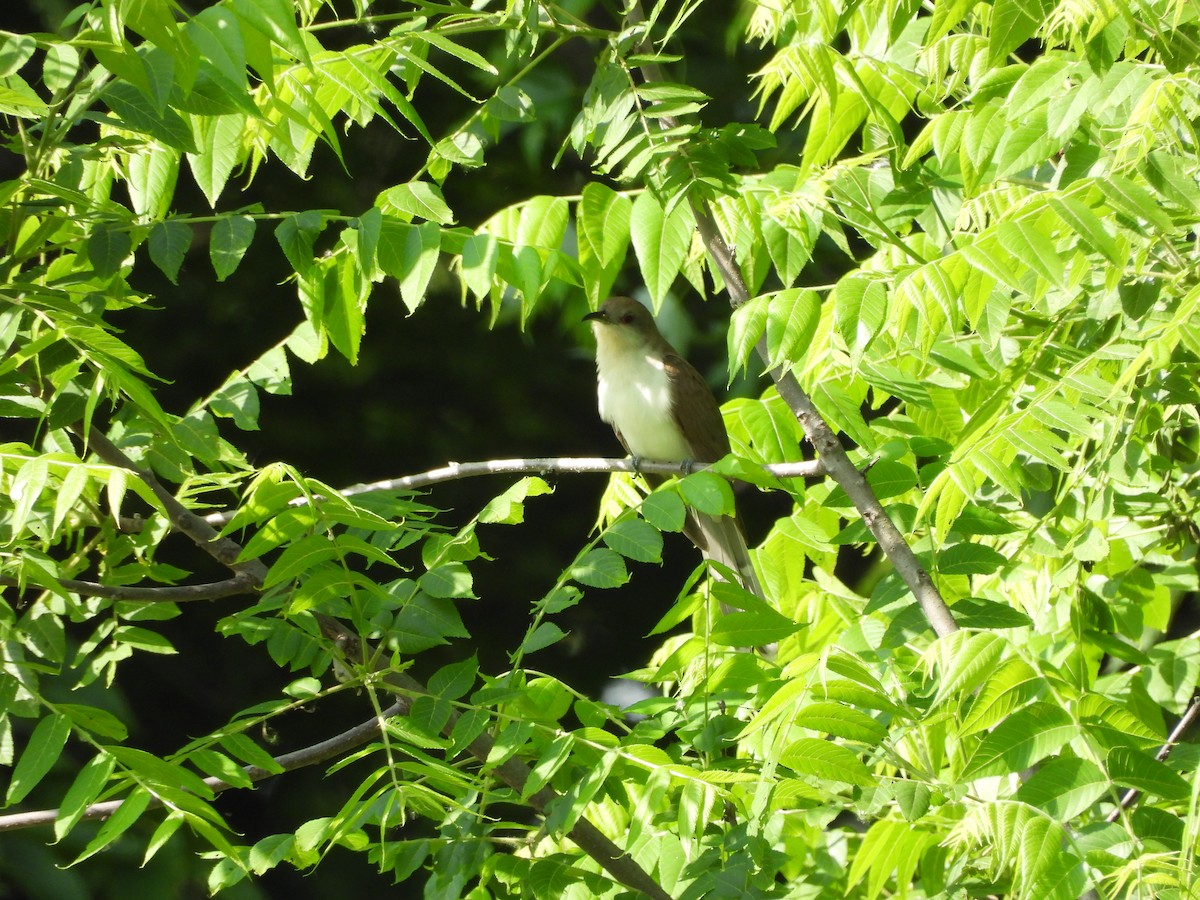 Black-billed Cuckoo - ML630744081