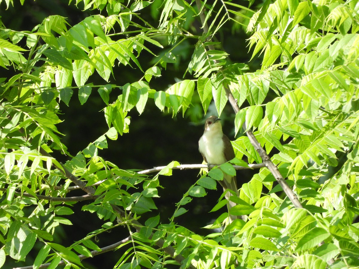 Black-billed Cuckoo - ML630744084