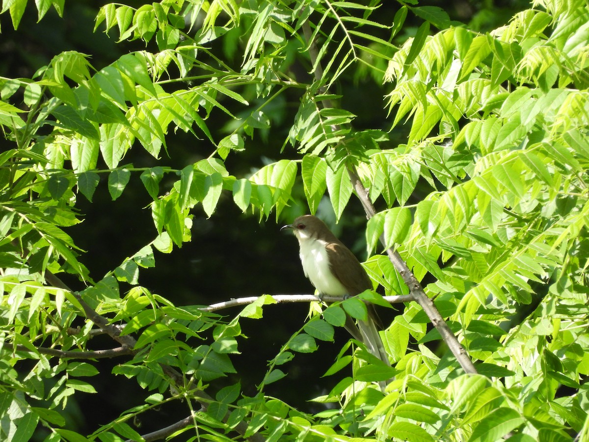 Black-billed Cuckoo - ML630744088