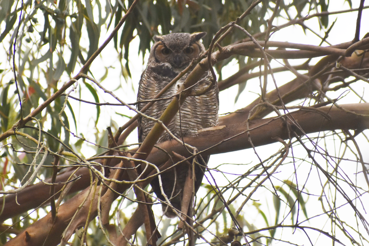 Great Horned Owl - ML630744097