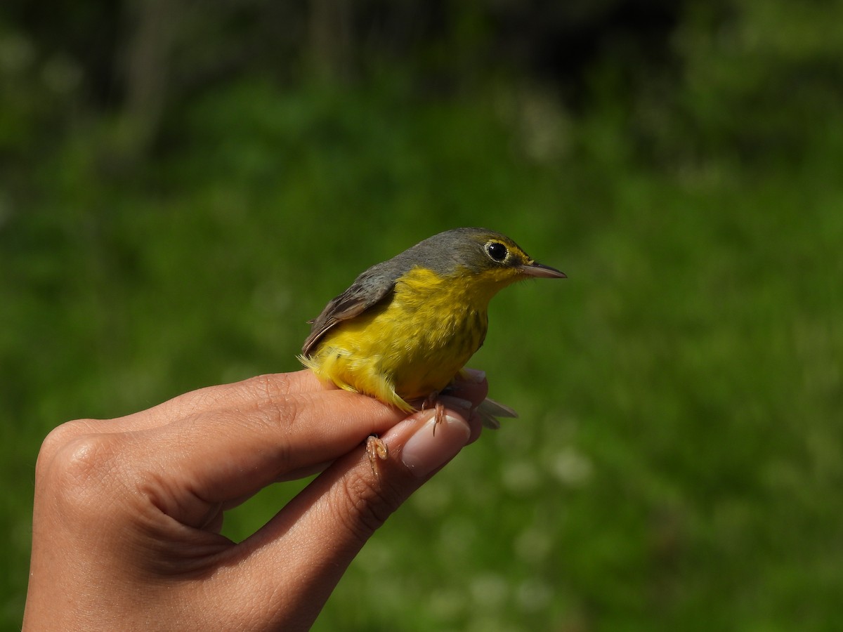 Canada Warbler - ML630744148
