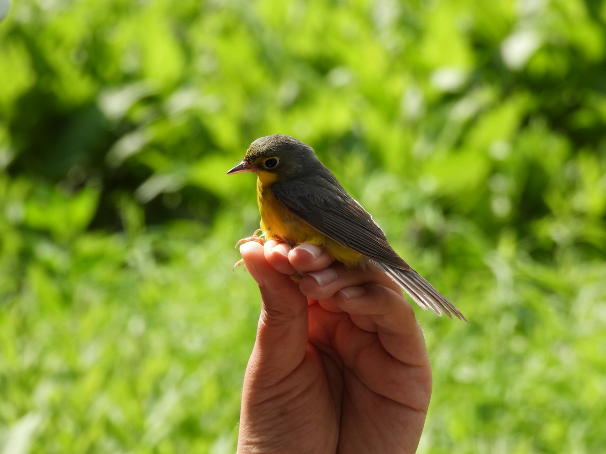 Canada Warbler - ML630744149