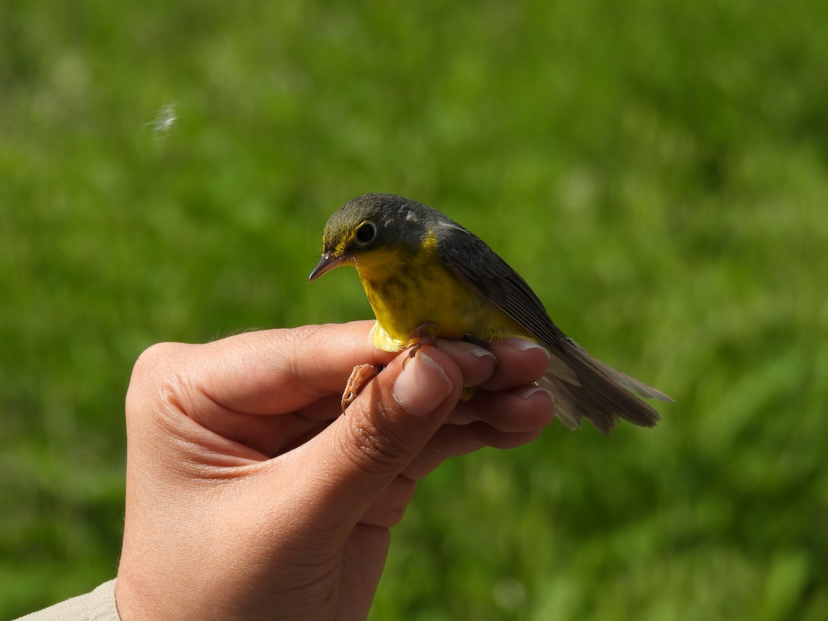 Canada Warbler - ML630744150