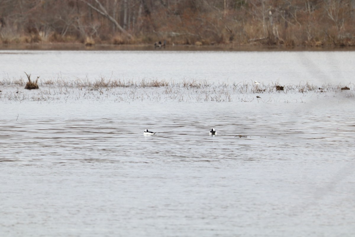 Bufflehead - ML630744363