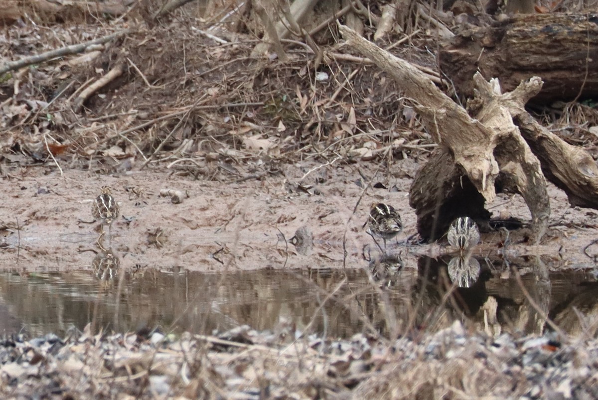 Wilson's Snipe - ML630744383