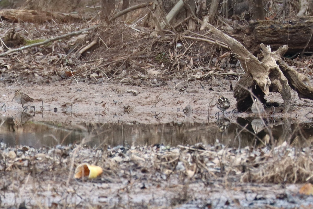 Wilson's Snipe - ML630744384