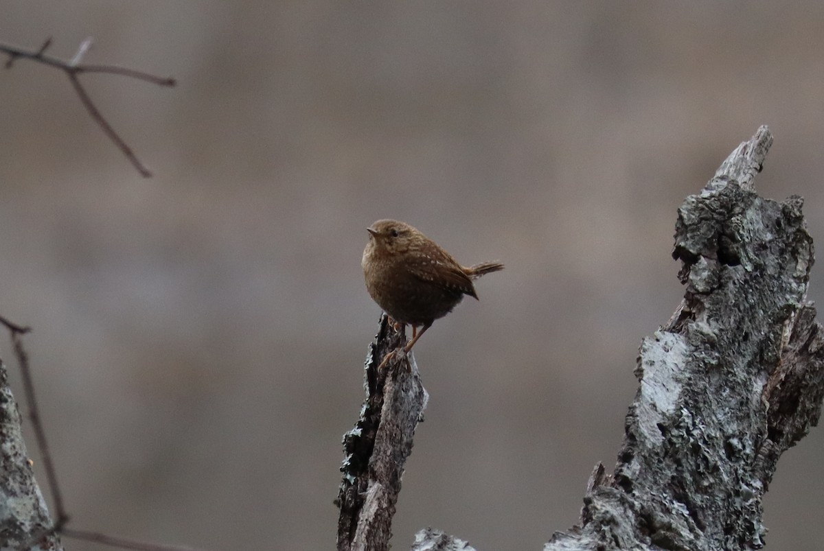 Winter Wren - ML630744484