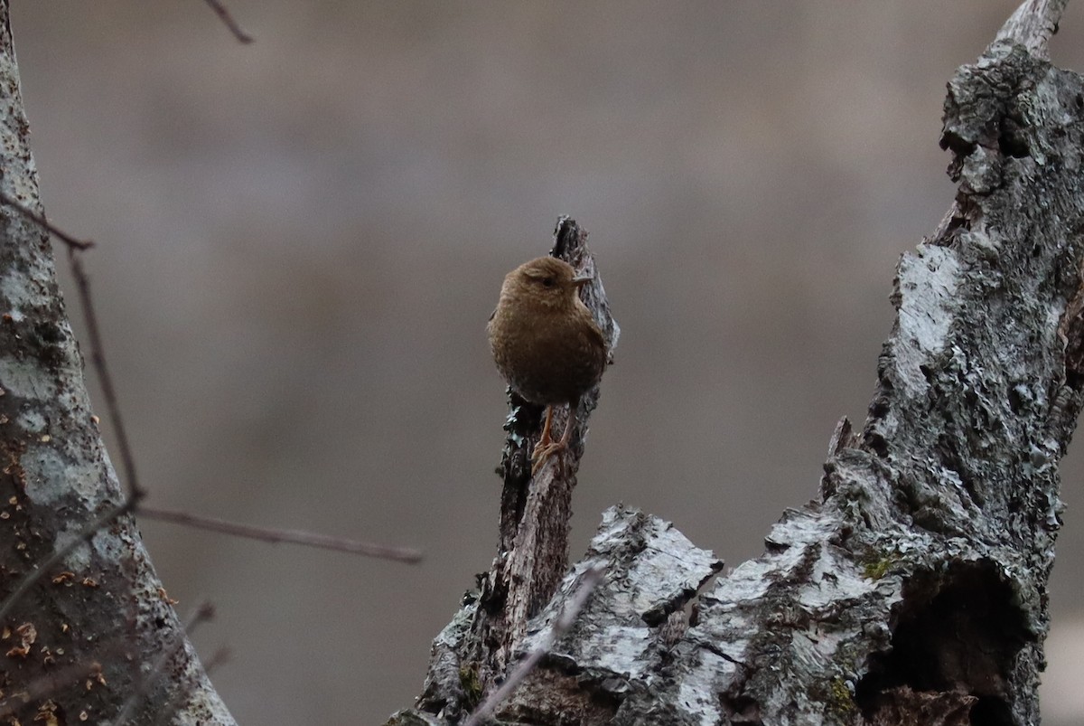 Winter Wren - ML630744485