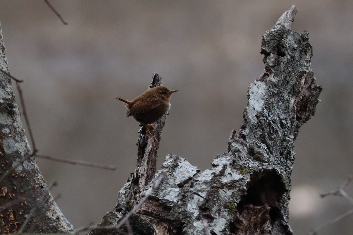 Winter Wren - ML630744486