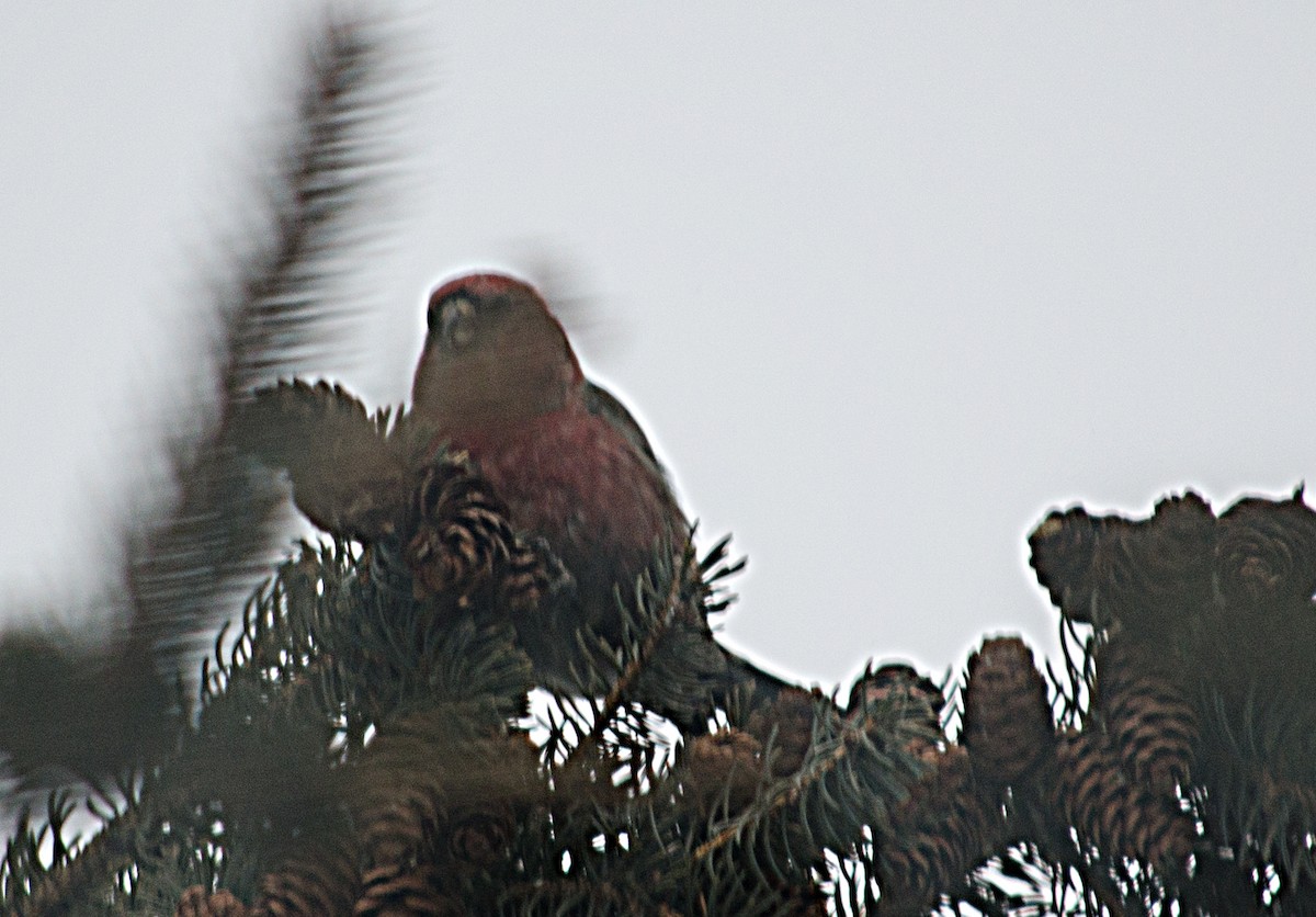 crossbill sp. - ML630744657