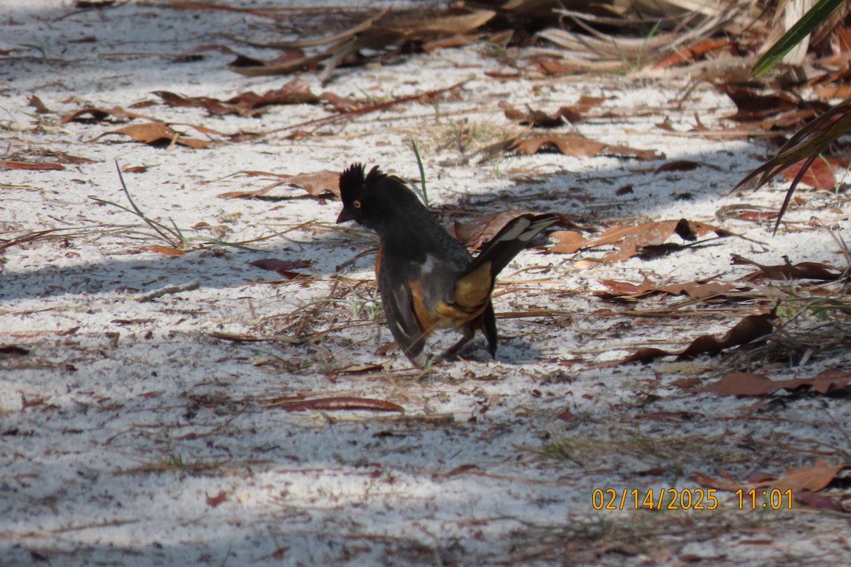 Eastern Towhee - ML630744953