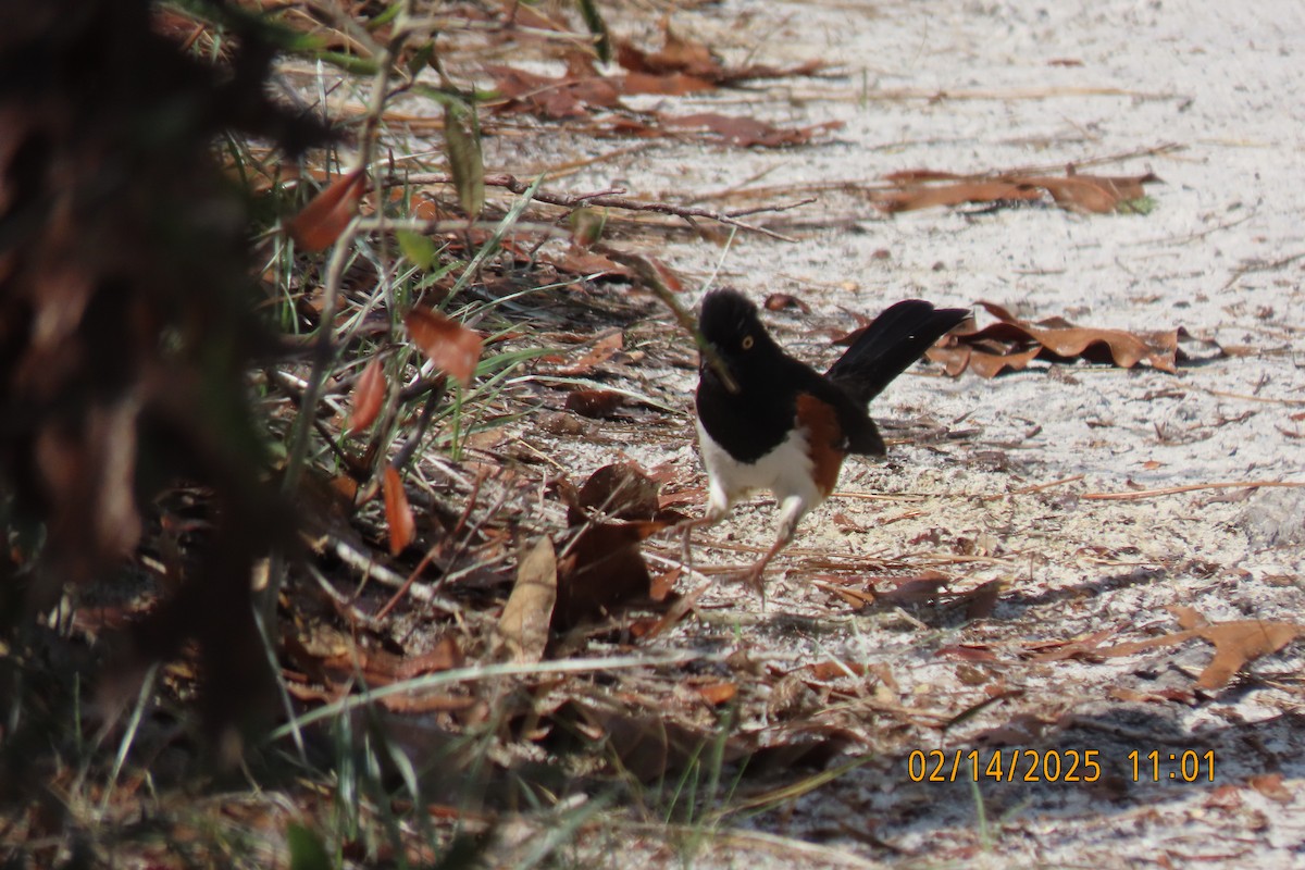 Eastern Towhee - ML630744954
